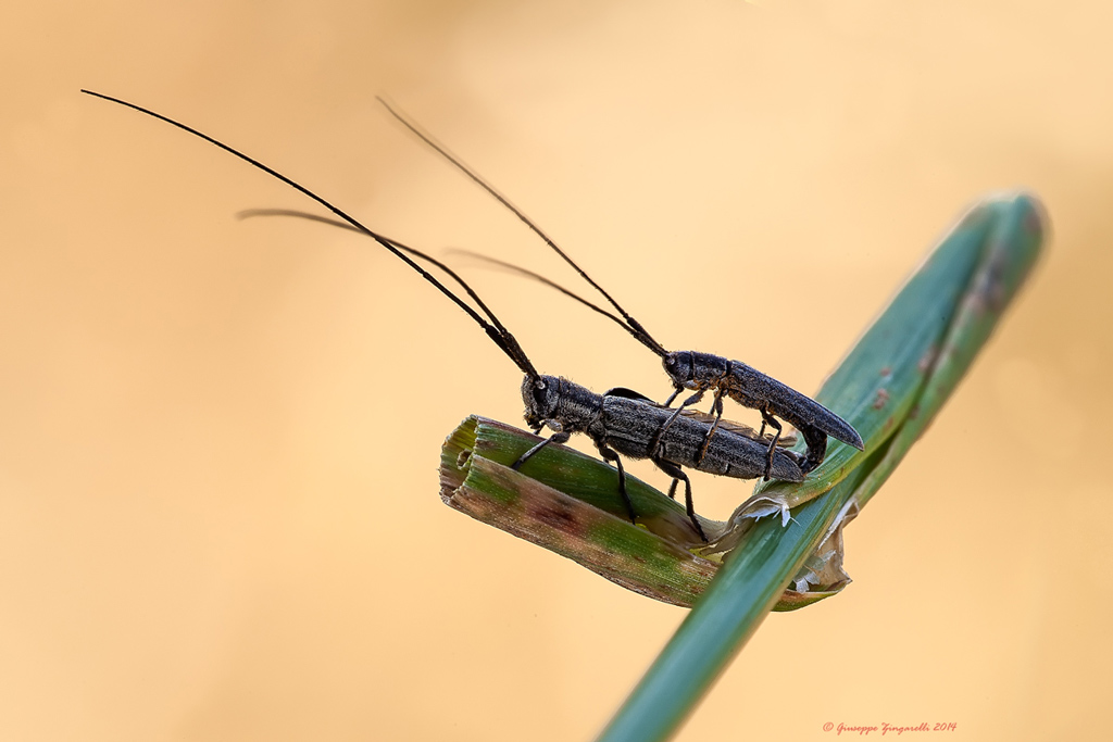 Calamobius filum in accoppiamento